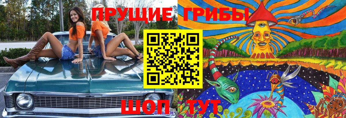 Галлюциногенные грибы Psilocybine cubensis Звенигород